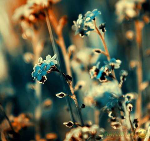 Удивительные цветы польской фотохудожницы