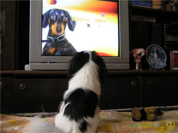 В  США и Израиле у собак появится собственный телеканал