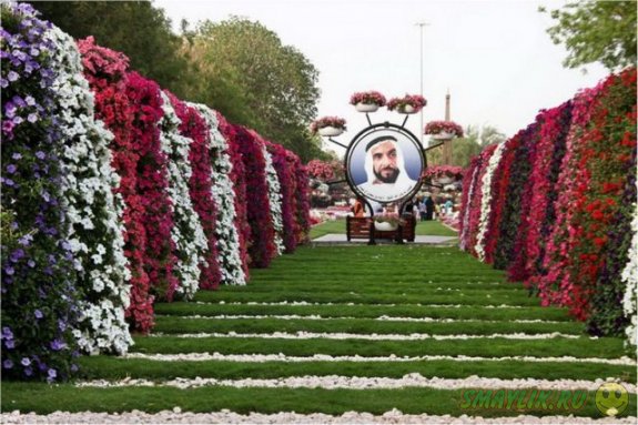 Dubai Miracle Garden – открылся самый большой в мире парк цветов