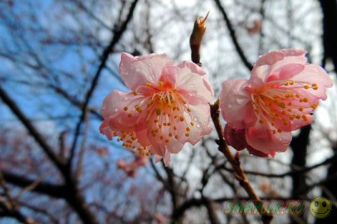 В Японии  цветет сакура