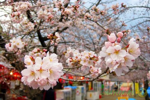В Японии  цветет сакура