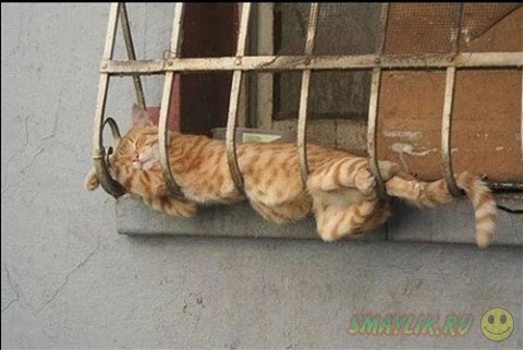 Уютное место для кошки