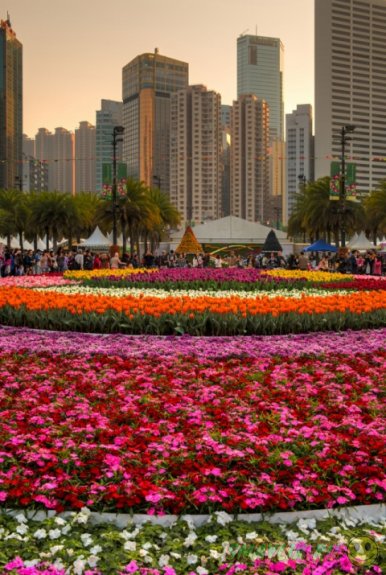 Выставка цветов в Гонконге