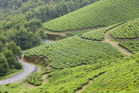 Чайные  плантации в индийском штате Керала