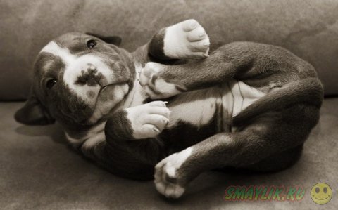 Фотографии новорожденных щенков от Траэр Скотт 