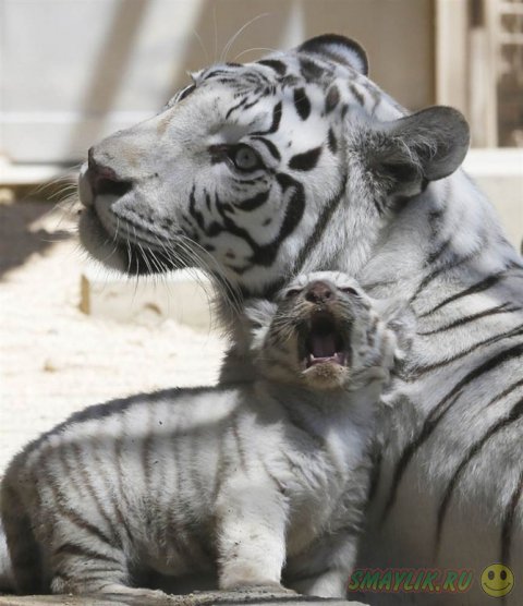 Детёныши животных подрастающие в зоопарках мира