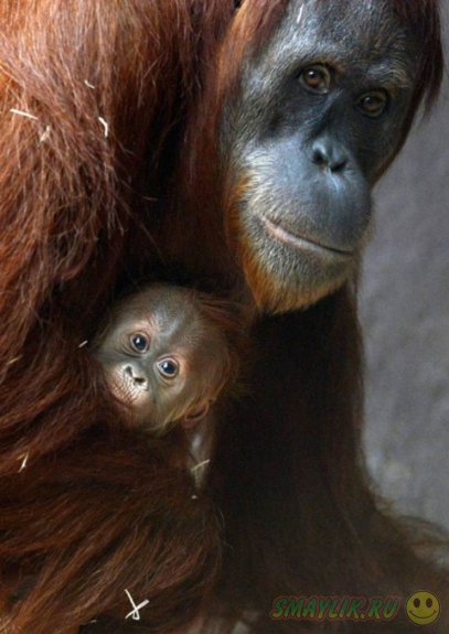 Детёныши животных подрастающие в зоопарках мира