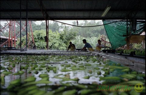 Как собирают бананы в Коста-Рике