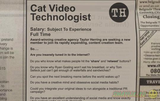 В Англии  ищут специалиста по кошачьему видео