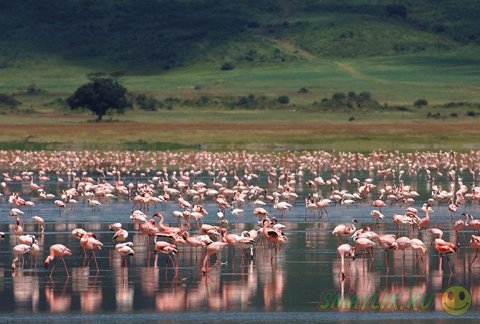 Отель Ngorongoro Crater Lodge: в окружении дикой природы