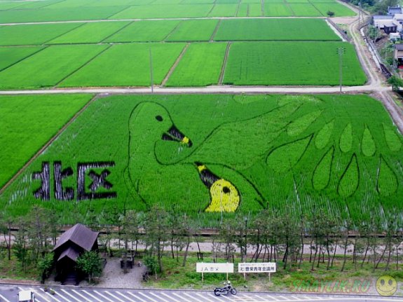 Искусство танбо на рисовых полях в Японии