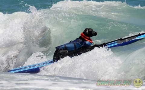 В Уэст-Палм-Бич состоялся чемпионат по серфингу среди собак