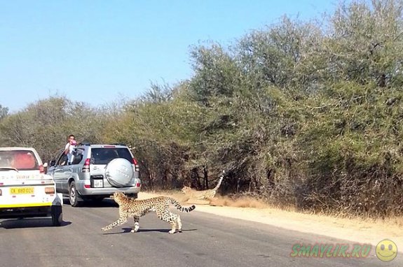 В ЮАР антилопа сумела спрятаться от охотившихся на нее гепардов