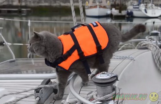 Совершавший морское путешествие кот Бакстон сбежал с яхты хозяев