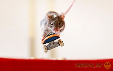 Бесстрашные мышки, катающиеся на скейтборде