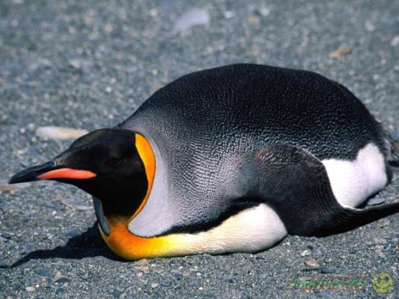 В Детройте построят вольер для пингвинов