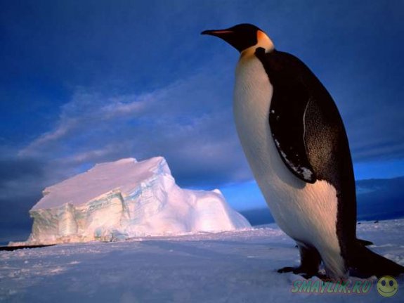В Детройте построят вольер для пингвинов