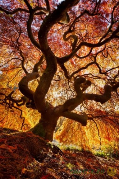 Краски осеннего леса