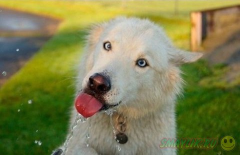 Милый пес у фонтанчика с водой