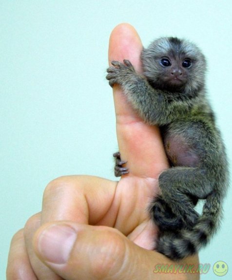 Карликовая игрунка - самая маленькая  на Земле обезьянка