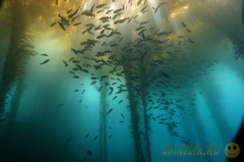 Жизнь подводного мира 