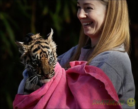 Первое купание суматранских тигрят в зоопарке Вашингтона
