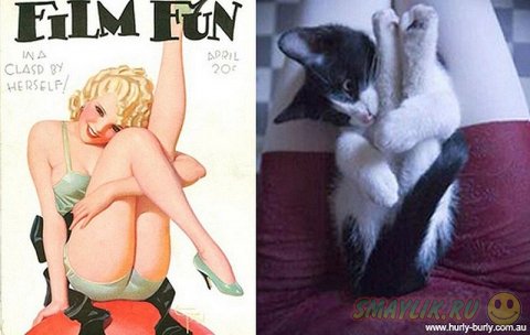 Забавные фотографии кошек и девушек в стиле пинап