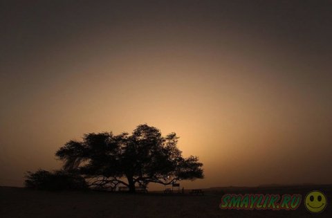 Дерево-легенда посреди пустыни в Бахрейне