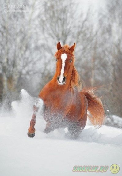 Лошади - это лучшее, что дала нам природа