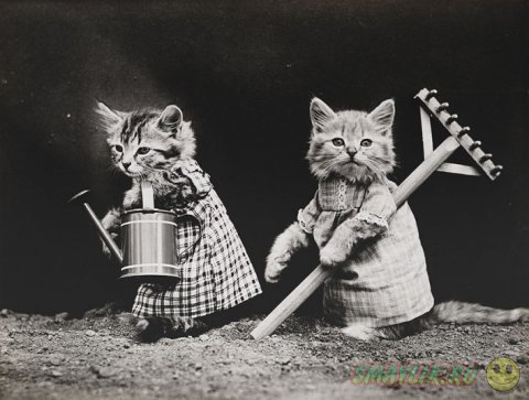 Первые веселые фотографии кошек -  LOLcat 