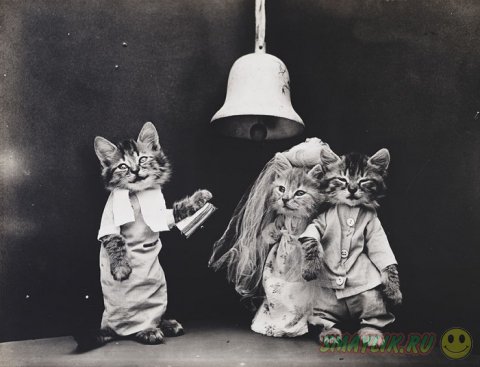 Первые веселые фотографии кошек -  LOLcat 