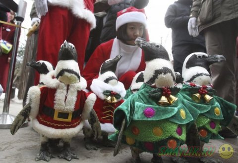 Нарядные пингвины в костюмах Санты