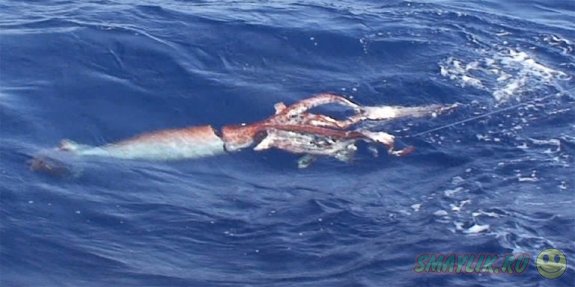 Японские рыбаки поймали гигантского кальмара 