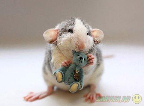 Домашние крыски с плюшевыми мишками