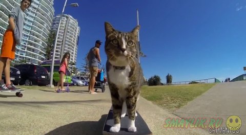 Кататься на скейтборде могут и кошки