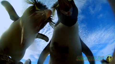 Потрясающие снимки о жизни колонии пингвинов