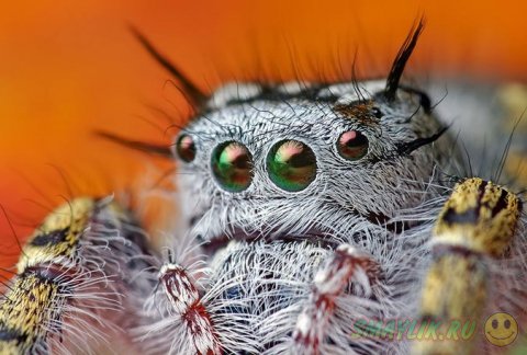 Невероятные макроснимки пауков-скакунов