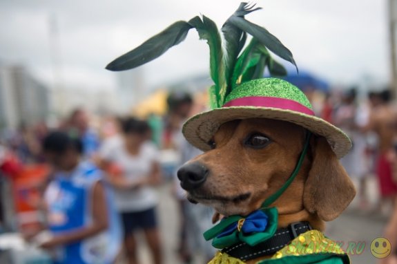 Ежегодный карнавал для животных в Бразилии