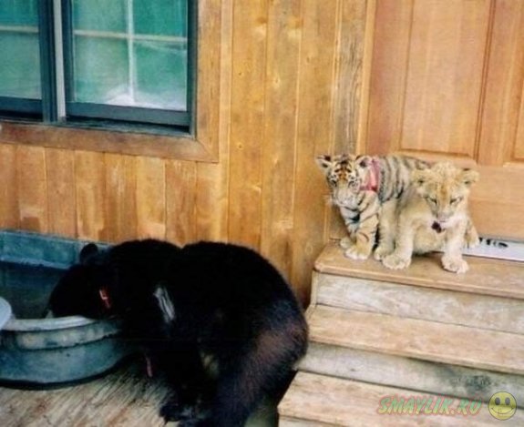 Необычная дружба медведя, льва и тигра