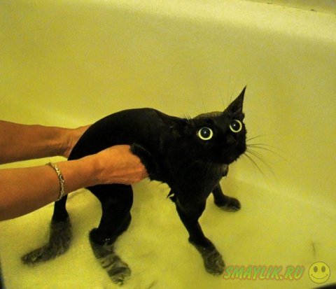 Коты во время купания