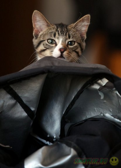 Котенок, путешествующий в рюкзаке