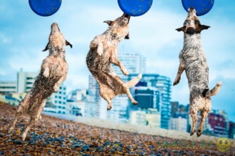 Собаки во время прыжка 
