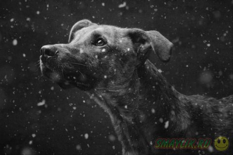 Подборка самых ярких фотопортретов собак от Эльке Фогельзанг 