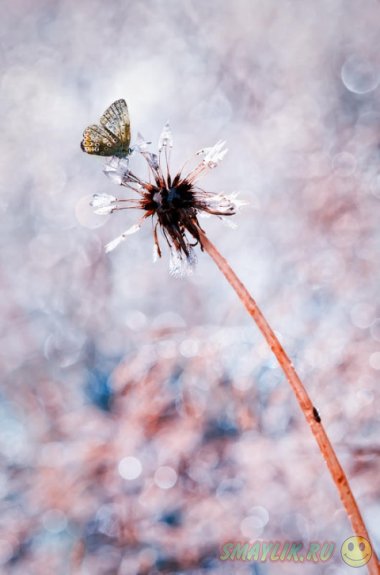Особый мир насекомых в макрофотографиях Блоаса Мевена 