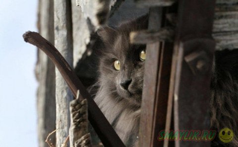 Сказочный кот Сигмонд Серый