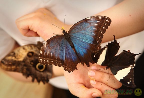 Удивительный мир бабочек в лондонском Музее естественной истории