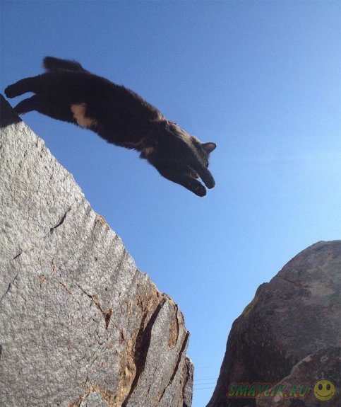 Кошка Милли — любительница гор и высоты