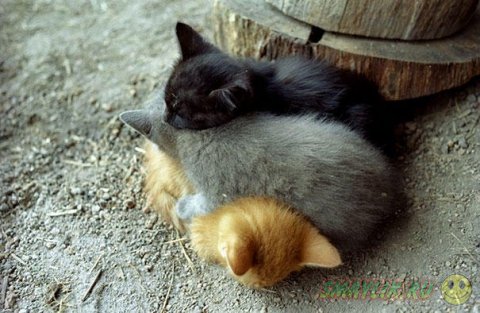 Подборка милых фотографий спящих животных