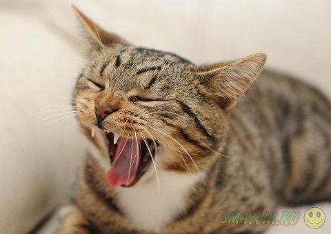 В Британии кот Смадж претендует на звание «Самая храбрая кошка»