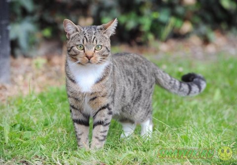В Британии кот Смадж претендует на звание «Самая храбрая кошка»